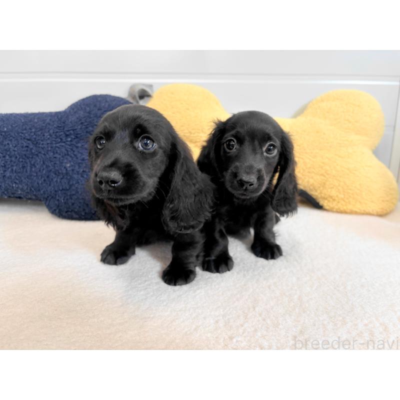 販売中の千葉県のカニンヘンダックスフンド(ロングヘアード)-414700の12枚目